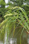 Giant sedge